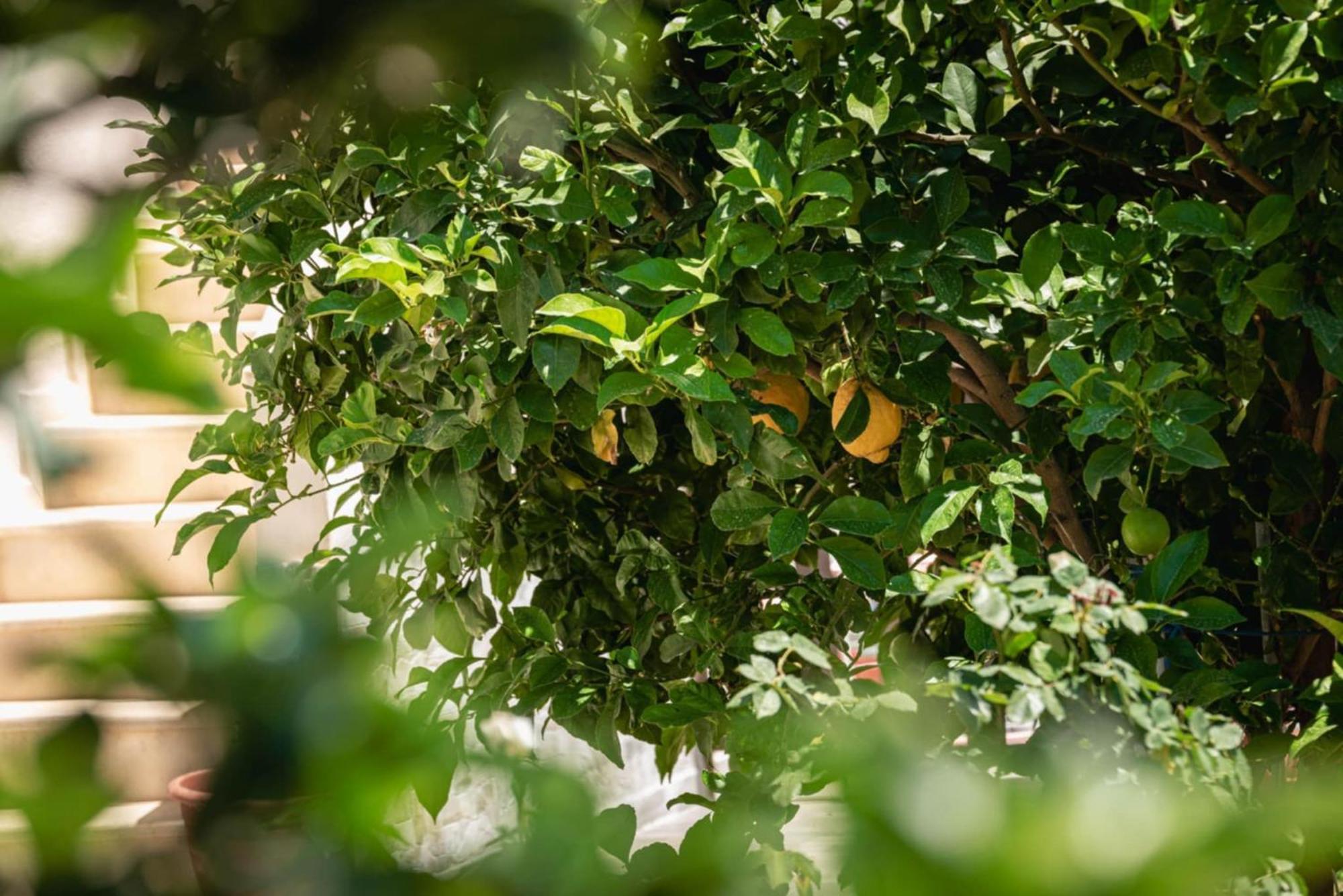 Alexandra'S Garden Διαμέρισμα Παλιούρι Εξωτερικό φωτογραφία