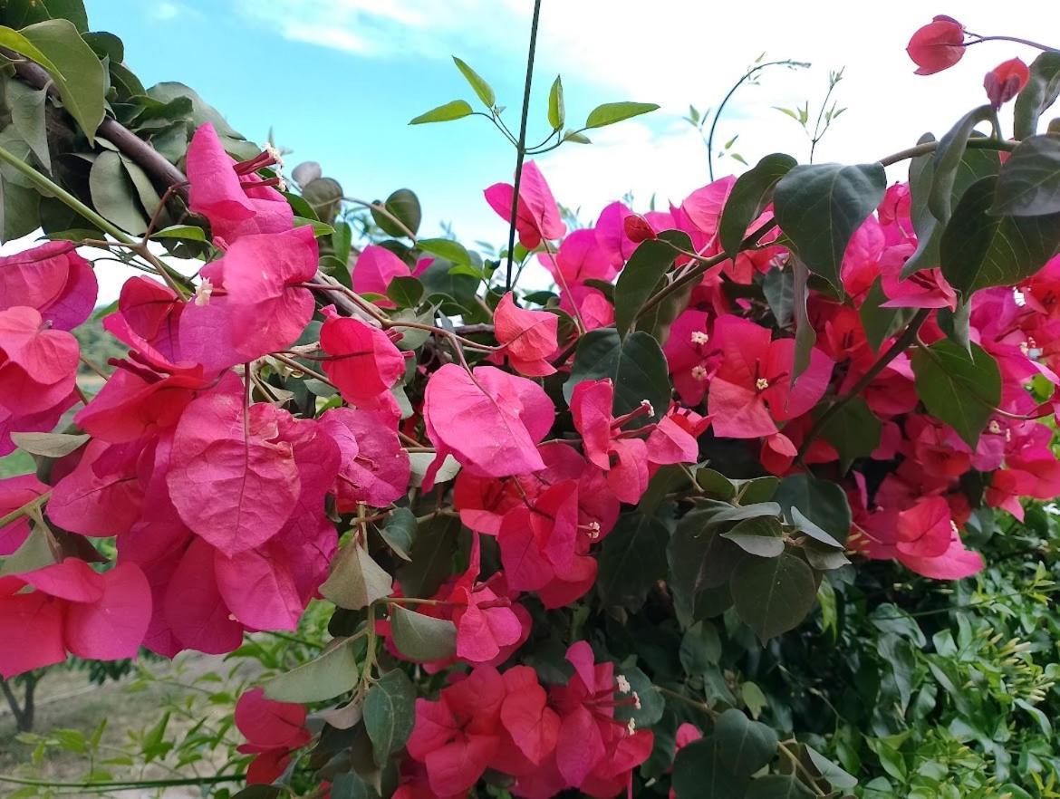 Alexandra'S Garden Διαμέρισμα Παλιούρι Εξωτερικό φωτογραφία